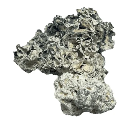 Enigma mushroom formed as a dense blue-grey blob